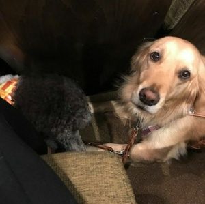 Meet your Posher, Rita